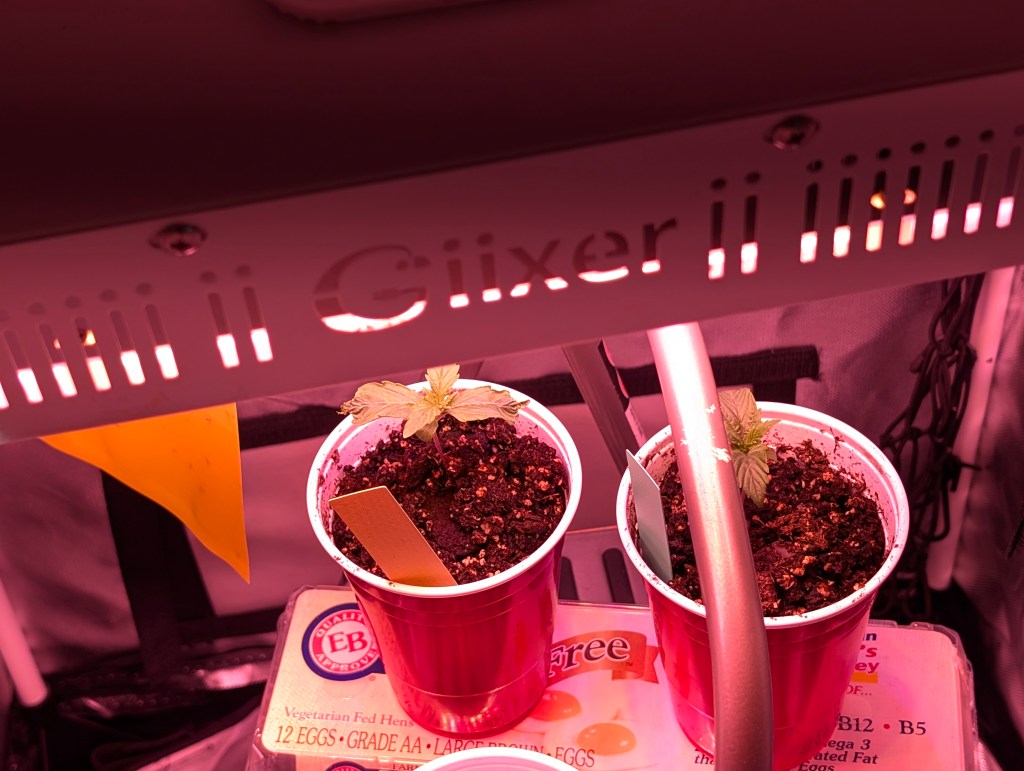 How to Start Growing Weed at Home Part 2:&nbsp;Germinating